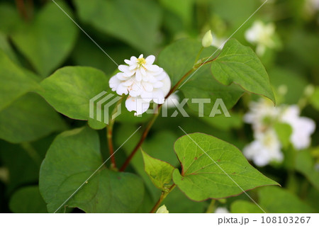 八重咲ドクダミの花 108103267
