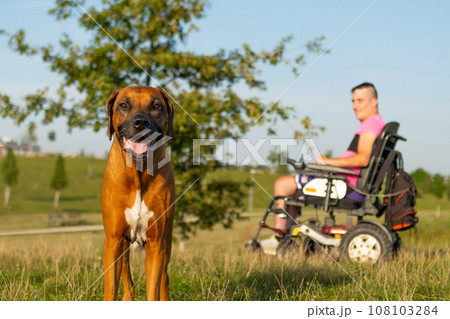 Portrait of the brown dog with a disabled man on the background at the park  108103284