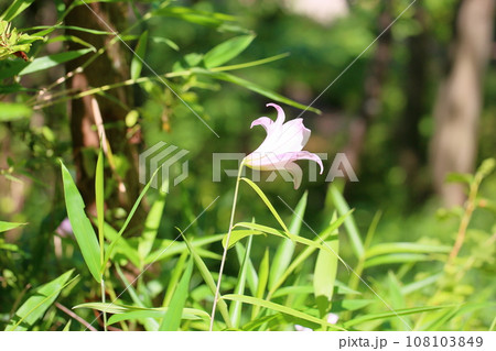 ササユリの花 ササユリの花 108103849