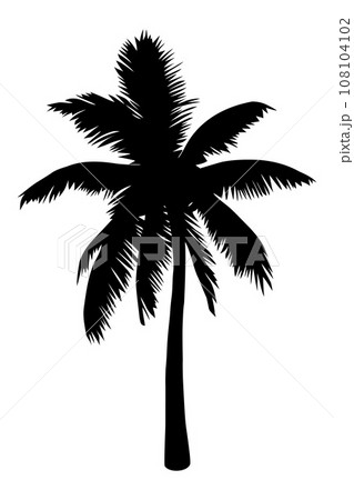 Palm tree silhouette isolated on white background. Vector Illustration 108104102
