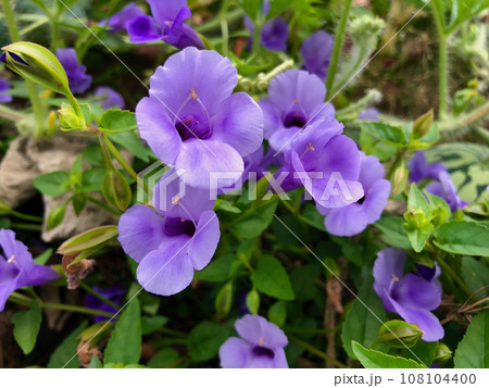 紫のツルウリクサ 108104400