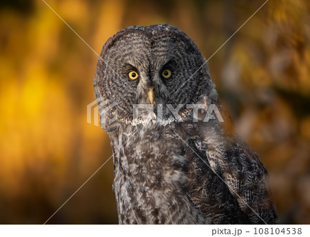 Great Grey Owl in Canada  108104538