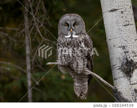 Great Grey Owl in Canada  108104539