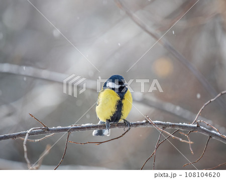 Cute bird Great tit, songbird sitting on a branch without leaves in the autumn or winter. 108104620
