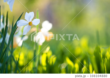 White tender narcissus flowers blooming in spring garden. White tender narcissus flowers blooming in spring garden. 108104880