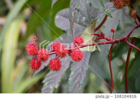 トウゴマ 108104916