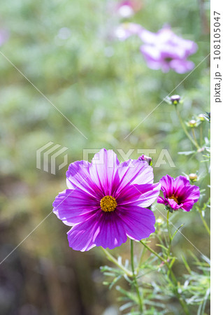ピンク色のコスモスのクローズアップ ピンク色のコスモスのクローズアップ 108105047