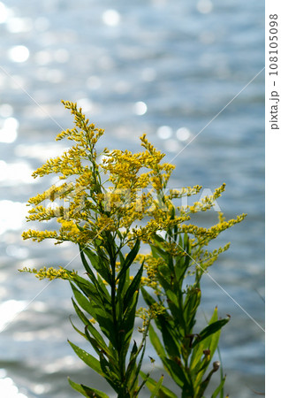 信濃川・やすらぎ堤の背高泡立草(せいたかあわだちそう) 108105098