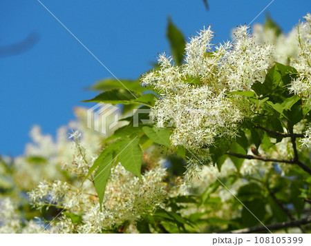 落葉樹 アオダモの白い花の写真素材 [108105399] - PIXTA