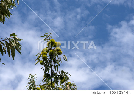 枝についた栗の実とイガ 108105443