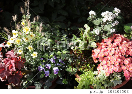 ウィンターコスモス、マムの寄せ植え＆寄せ鉢 108105508