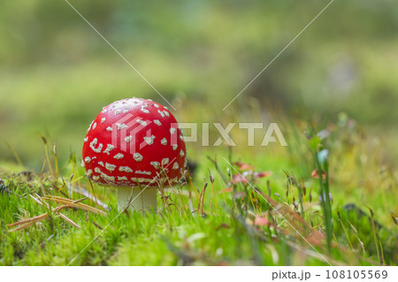 The Fly Agaric - Amanita muscaria 108105569
