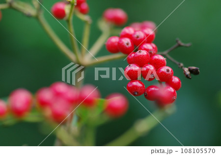 ガマズミの実 108105570