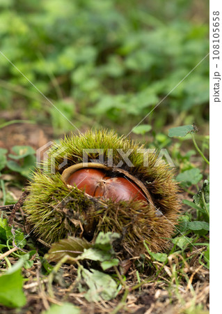 地面に落ちた栗の実と収穫 108105658