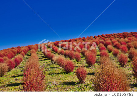 真っ赤なコキアが綺麗なびわこ箱館山 真っ赤なコキアが綺麗なびわこ箱館山 108105765