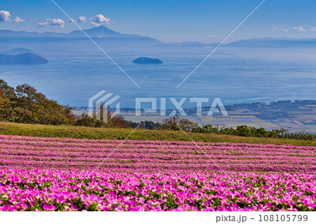 真っ赤なコキアが綺麗なびわこ箱館山 108105799