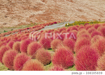 真っ赤なコキアが綺麗なびわこ箱館山 108105839