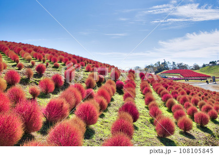 真っ赤なコキアが綺麗なびわこ箱館山 108105845