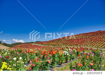 真っ赤なコキアが綺麗なびわこ箱館山 108105855