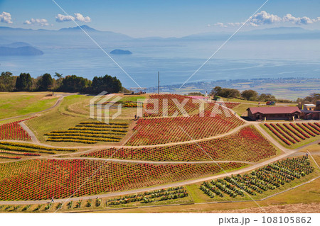 真っ赤なコキアが綺麗なびわこ箱館山 108105862