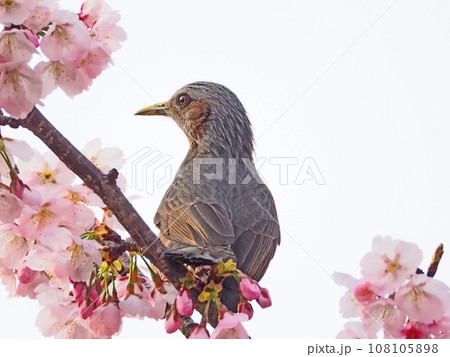 春に咲いた美しい修善寺桜の枝にとまる野鳥ヒヨドリ 108105898