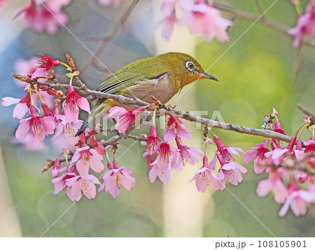 ピンク色の可愛い花が咲くおかめ桜にとまるメジロ 108105901