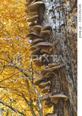 ツキヨタケ 108106286