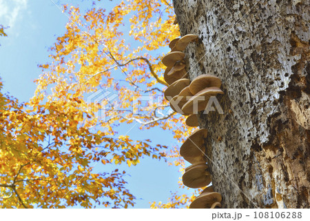 ツキヨタケ ツキヨタケ 108106288