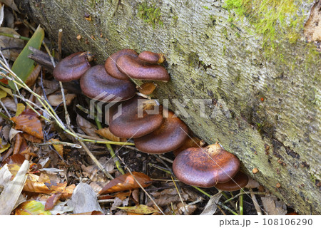 ツキヨタケ 108106290