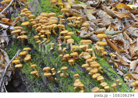 ナラタケ 108106294