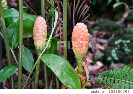 ジンギベル・ゼルンベト 108106398