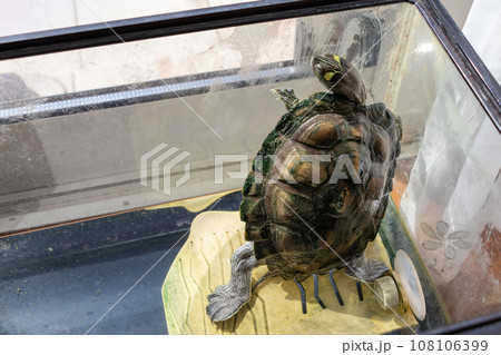 水槽の壁にもたれながら立ち上がるカメ 108106399
