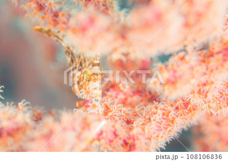 花を摘む 108106836