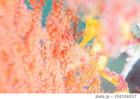 かくれんぼ 108106837