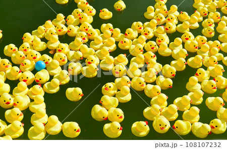 Many bright yellow rubber ducks floating in the pool 108107232