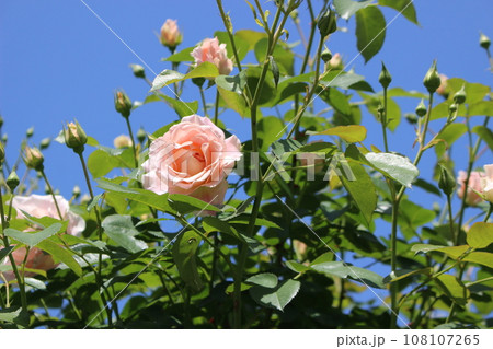 青空に映えるバラ 108107265