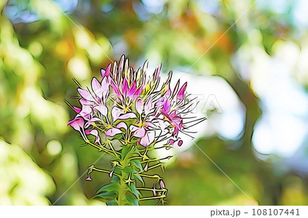 パステル調　”西洋風蝶草　“クレオメ””　イラストイメージ 108107441