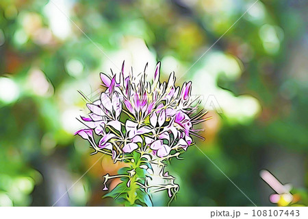 パステル調 ”西洋風蝶草 “クレオメ”” イラストイメージ パステル調 ”西洋風蝶草 “クレオメ”” イラストイメージ 108107443