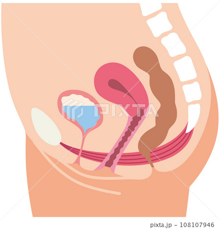 骨盤底筋と排尿の仕組み　尿もれ　健康 108107946