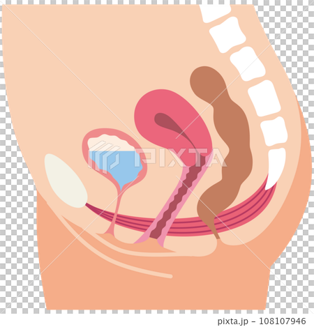 骨盤底筋と排尿の仕組み　尿もれ　健康 108107946