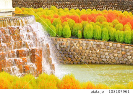 水辺に群生するコキア 108107961