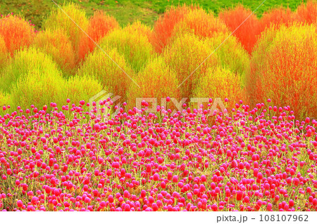 満開の鮮やかな千日紅とコキアの群生 満開の鮮やかな千日紅とコキアの群生 108107962