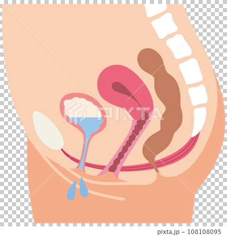 ゆるんでいる骨盤底筋と排尿の仕組み　尿もれ　健康 108108095