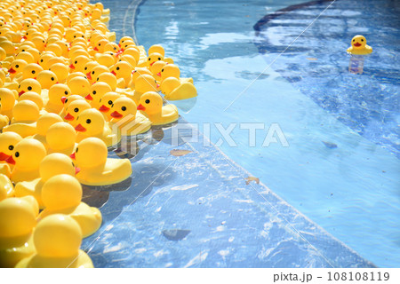 Many bright yellow rubber ducks floating in the pool. Concept of standing out from the crowd and leadership. Many bright yellow rubber ducks floating in the pool. Concept of standing out from the crowd and leadership. 108108119