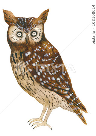 Hand drawn owl on white  108108614