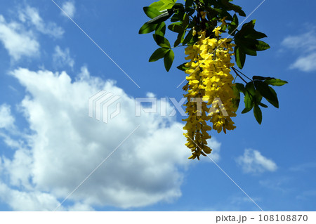 金鎖 金鎖 108108870