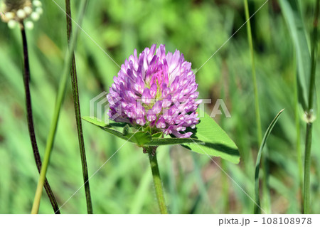 ムラサキツメクサ 108108978