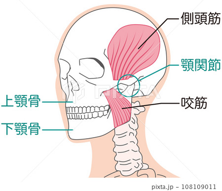 側頭筋と咬筋　顎関節の構造 108109011