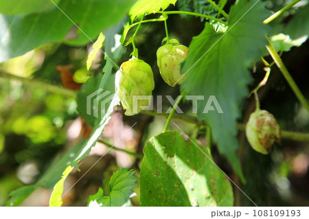 野生化したホップのきゅう花(果実) 野生化したホップのきゅう花(果実) 108109193