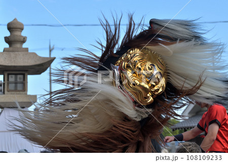 播州秋祭り 大塩天満宮 毛獅子の豪快な道中舞 播州秋祭り 大塩天満宮 毛獅子の豪快な道中舞 108109233